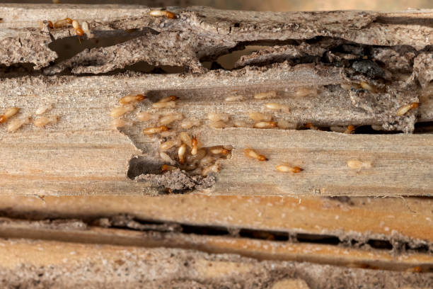 Best Pest Inspection Near Me  in Englewood, CO